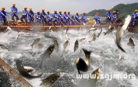 夢見捕魚|夢見捕魚